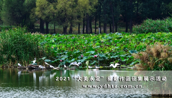 【大美永定】官厅水库国家湿地公园成生态文旅热土 【大美永定】官厅水库国家湿地公园成生态文旅热土