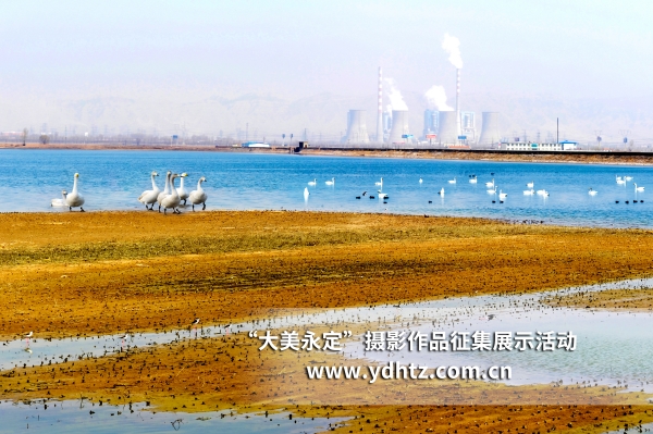 【大美永定】生态修复再现鸟类乐园 【大美永定】生态修复再现鸟类乐园