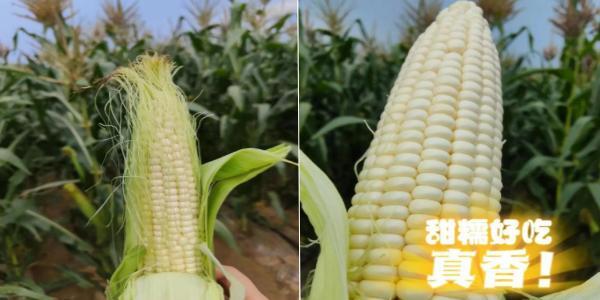 永定三生有机鲜食玉米喜迎丰收 永定三生有机鲜食玉米喜迎丰收