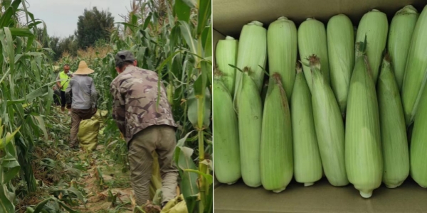 永定三生有机鲜食玉米喜迎丰收 永定三生有机鲜食玉米喜迎丰收