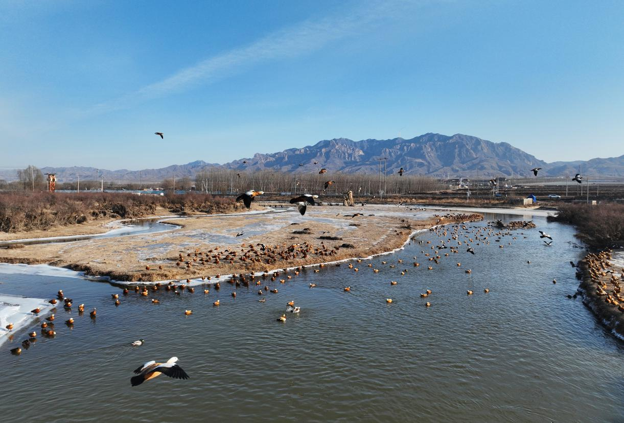 鸭鸭鸭鸭鸭鸭鸭鸭鸭鸭!——大同这处河湾成了“鸟类天堂” 鸭鸭鸭鸭鸭鸭鸭鸭鸭鸭!——大同这处河湾成了“鸟类天堂”