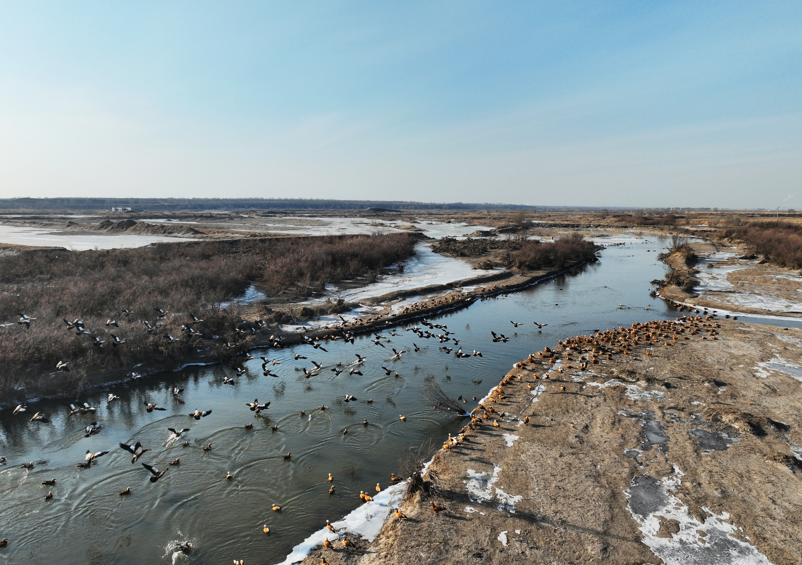 鸭鸭鸭鸭鸭鸭鸭鸭鸭鸭!——大同这处河湾成了“鸟类天堂” 鸭鸭鸭鸭鸭鸭鸭鸭鸭鸭!——大同这处河湾成了“鸟类天堂”