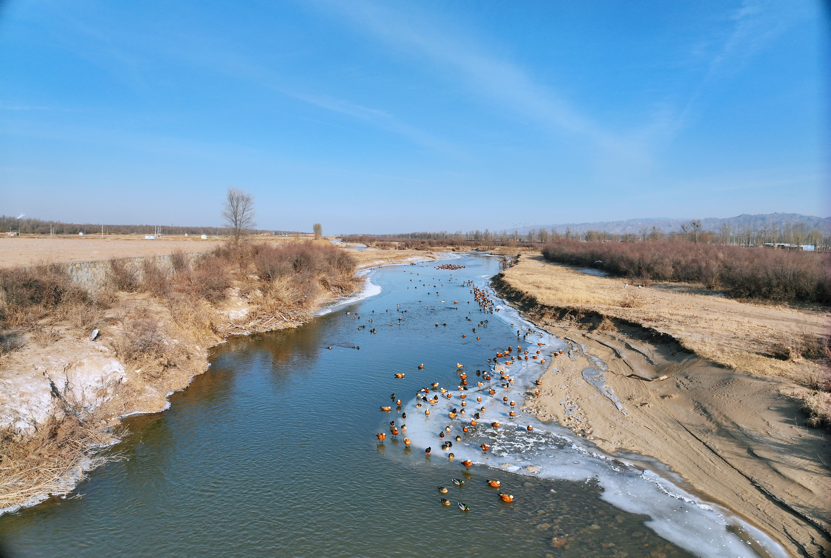 鸭鸭鸭鸭鸭鸭鸭鸭鸭鸭！——大同这处河湾成了“鸟类天堂”