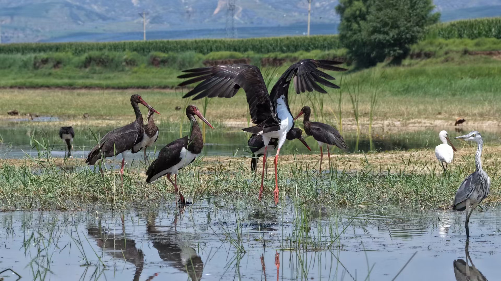 重磅官宣！北岳神溪湿地荣膺省级旅游度假区 永定河流域文旅融合再添标杆