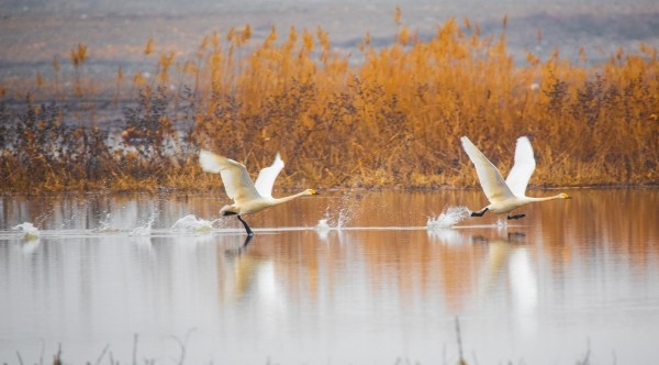 白天鹅落户桑干河