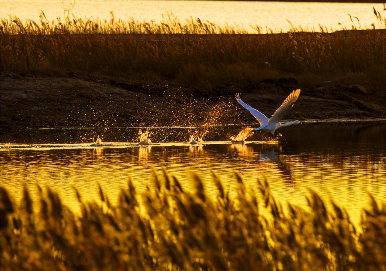 桑干河上仙客来