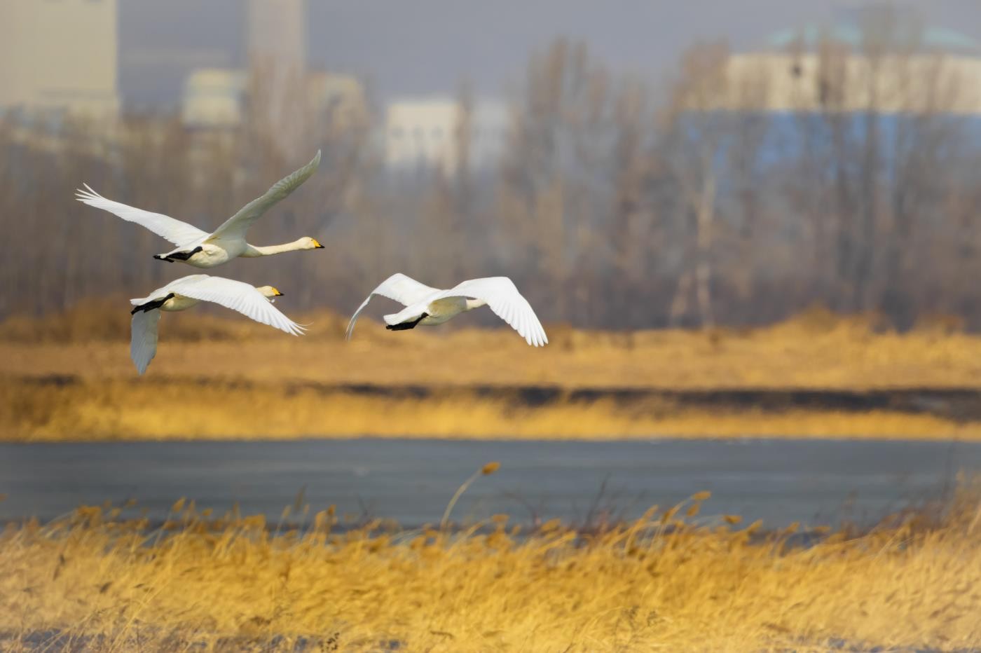 白天鹅落户桑干河